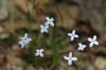 Bluets